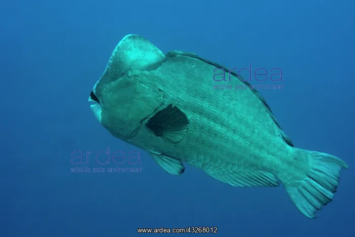 : Bumphead Parrotfish - single individual : Bumphead Parrotfish - single individual