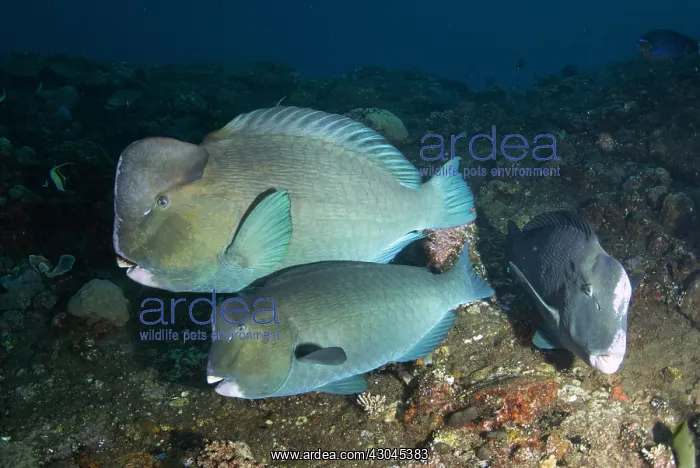 : Bumphead Parrotfish - USAT (US Army Transport) Liberty : Bumphead Parrotfish - USAT (US Army Transport) Liberty