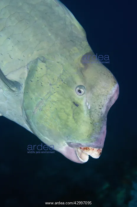 : Bumphead Parrotfish - Whale Rock dive site, Fiabacet : Bumphead Parrotfish - Whale Rock dive site, Fiabacet