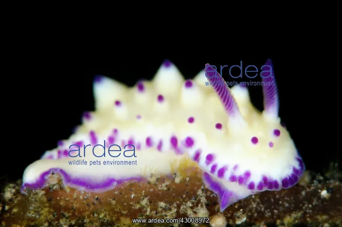 : Bumpy Mexichromis Nudibranch TK3 dive site, Lembeh : Bumpy Mexichromis Nudibranch TK3 dive site, Lembeh