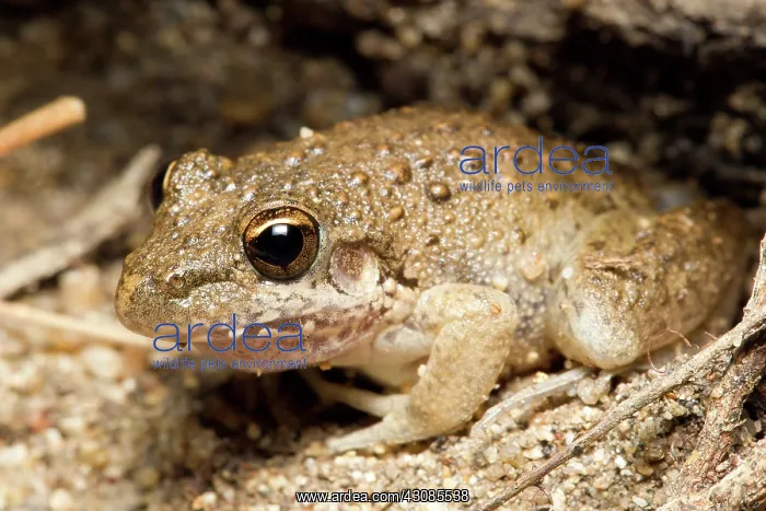 : Bumpy Rocket Frog : Bumpy Rocket Frog