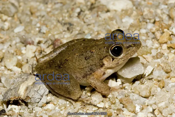 : Bumpy rocket frog : Bumpy rocket frog