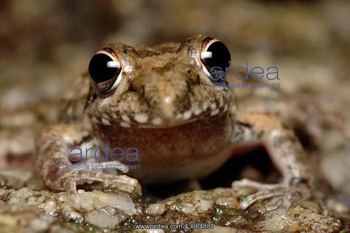 : Bumpy Rocket Frog (Litoria inermis) : Bumpy Rocket Frog (Litoria inermis)
