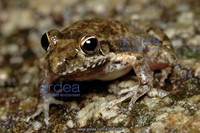 : Bumpy Rocket Frog (Litoria inermis) : Bumpy Rocket Frog (Litoria inermis)