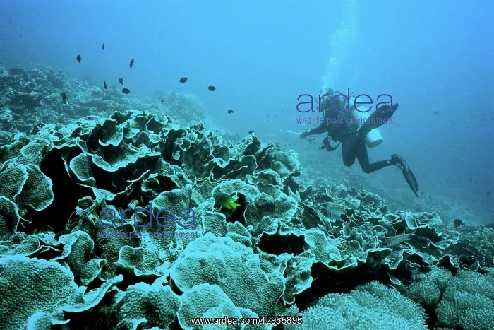 : Bunaken Coral reef and diver : Bunaken Coral reef and diver