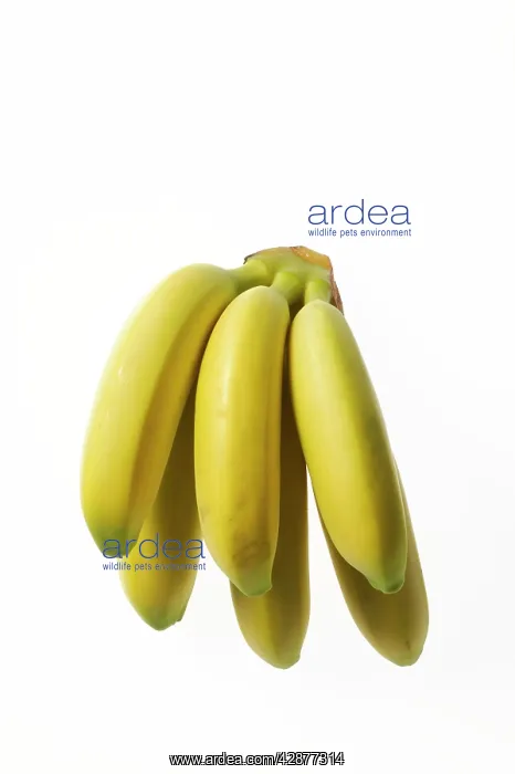  : Bunch of BANANAS