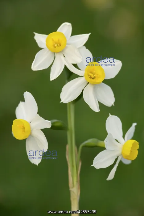 : Bunch-flowered narcissus or polyanthus narcissus : Bunch-flowered narcissus or polyanthus narcissus