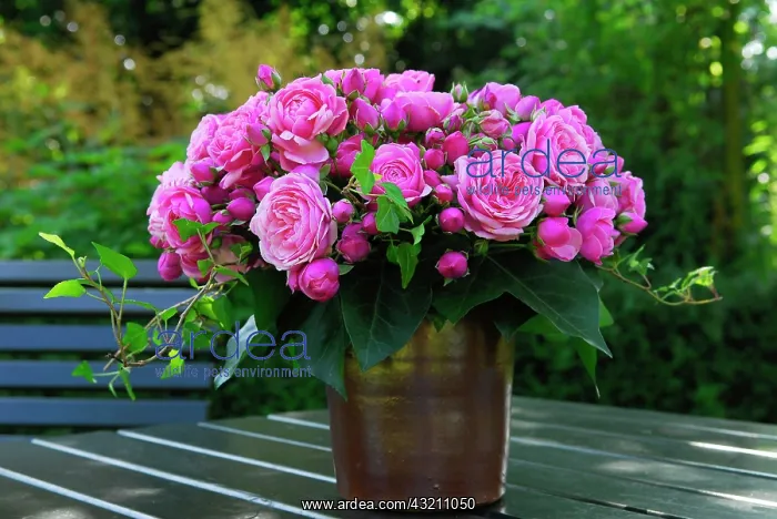 : Bunch of flowers roses rosa and ivy hedera helix : Bunch of flowers roses rosa and ivy hedera helix
