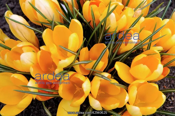 : A bunch of Golden Crocuses - long established garden : A bunch of Golden Crocuses - long established garden
