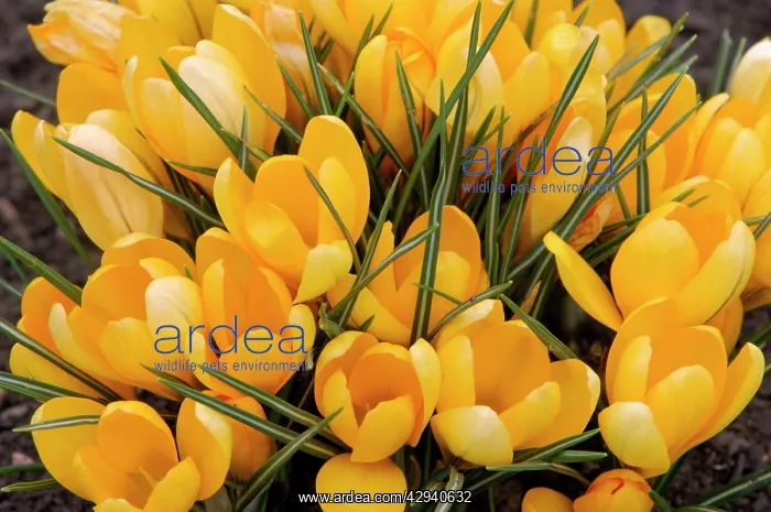 : A bunch of Golden Crocuses - long established garden : A bunch of Golden Crocuses - long established garden