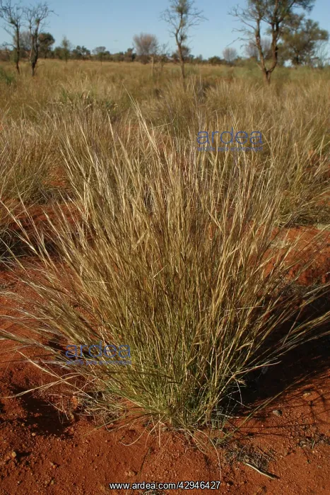 : Bunch Keresene Grass / Mulga Grass / Curly-wire grass : Bunch Keresene Grass / Mulga Grass / Curly-wire grass