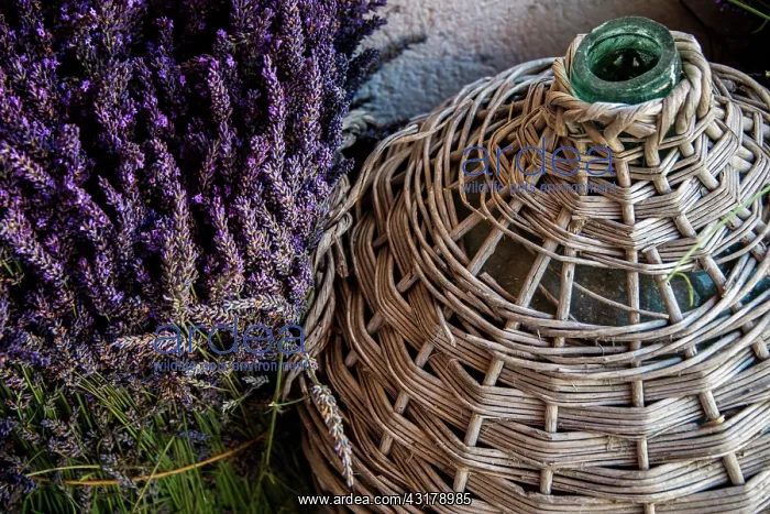 : Bunch of Lavender and bottle : Bunch of Lavender and bottle