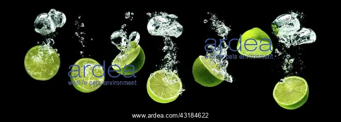  : Bunch of lime fruits halves sinking with bubbles