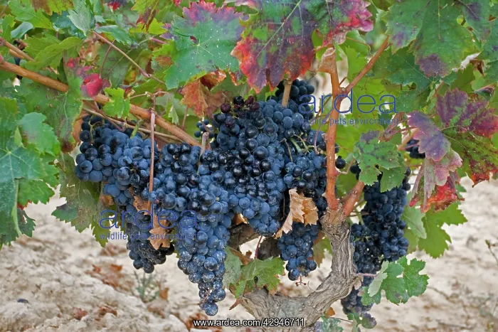 : Bunch of ripe grapes ready for harvesting : Bunch of ripe grapes ready for harvesting