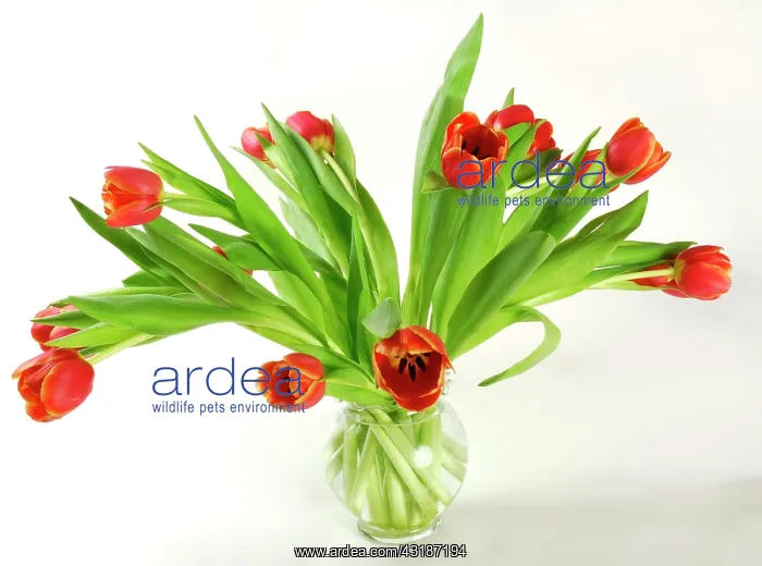 : Bunch of tulips in a vase : Bunch of tulips in a vase