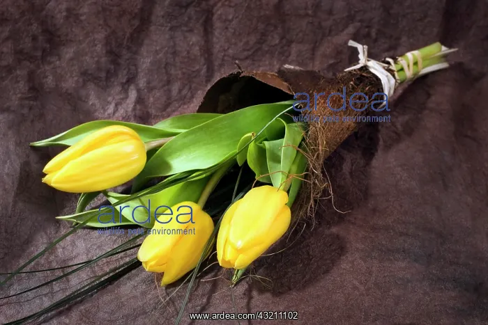 : Bunch of yellow tulips : Bunch of yellow tulips