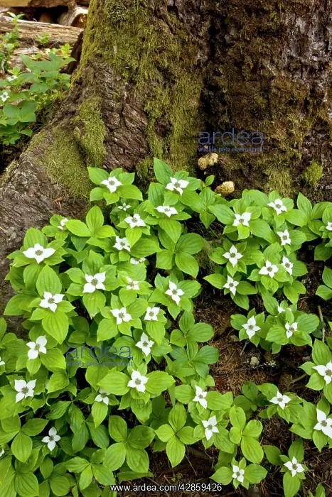 : Bunchberry / Western Bunchberry : Bunchberry / Western Bunchberry