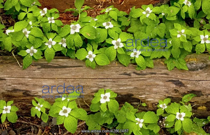 : Bunchberry / Western Bunchberry : Bunchberry / Western Bunchberry