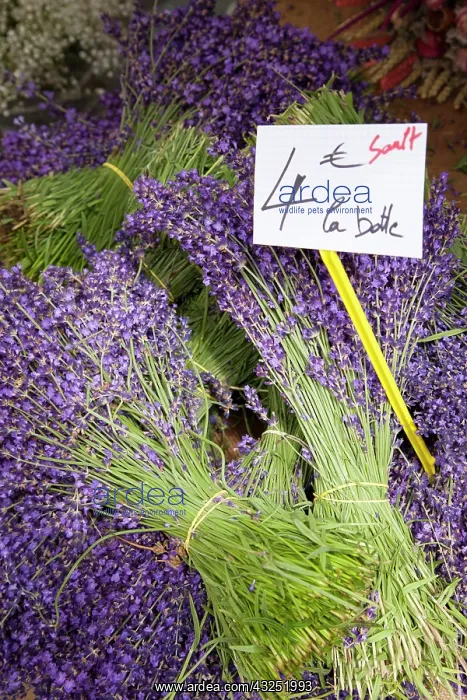 : Bunches of fresh lavender for sale at the : Bunches of fresh lavender for sale at the