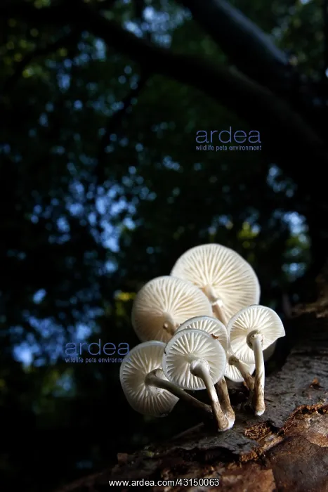 : Bundle of Porcelain Fungi : Bundle of Porcelain Fungi