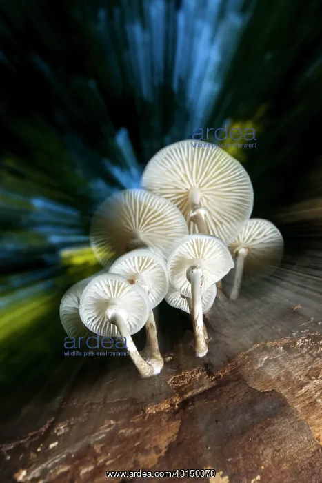 : Bundle of Porcelain Fungi : Bundle of Porcelain Fungi