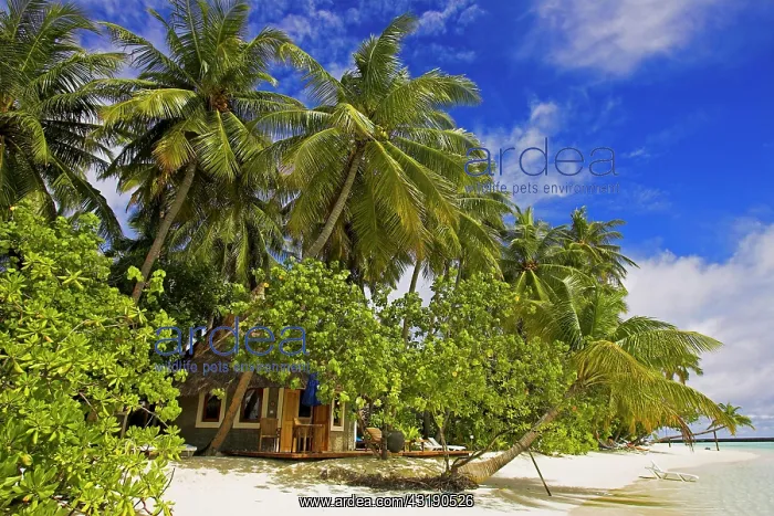 : Bungalow on Vilureef Resort, Maledives : Bungalow on Vilureef Resort, Maledives