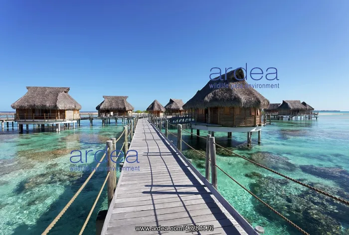 : Bungalows, water bungalows at the pier in lagoon : Bungalows, water bungalows at the pier in lagoon