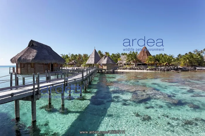 : Bungalows, water bungalows at the pier in lagoon : Bungalows, water bungalows at the pier in lagoon