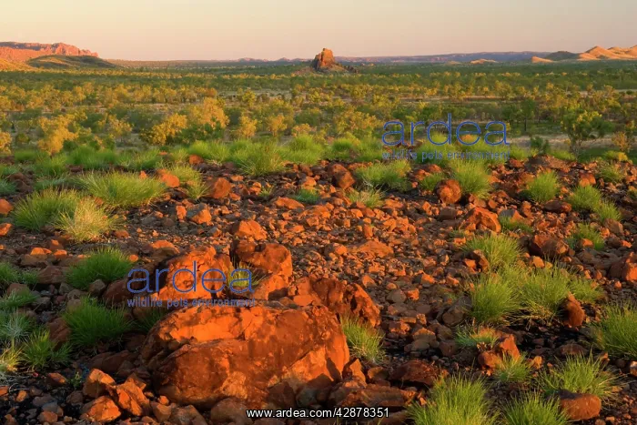 : Bungles View - panoramic view of spinifex-covered : Bungles View - panoramic view of spinifex-covered