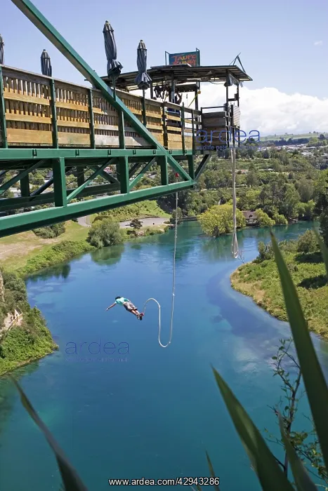 : Bungy Jump - Man diving into Waikato River from : Bungy Jump - Man diving into Waikato River from