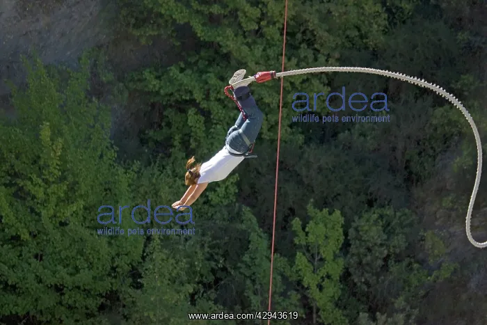 : Bungy Jump - woman diving from Kawarau Bridge Bungy : Bungy Jump - woman diving from Kawarau Bridge Bungy
