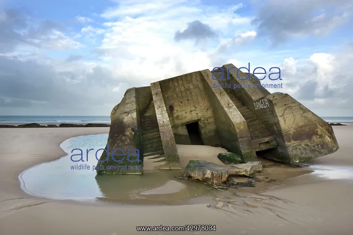 : Bunker on the beach : Bunker on the beach
