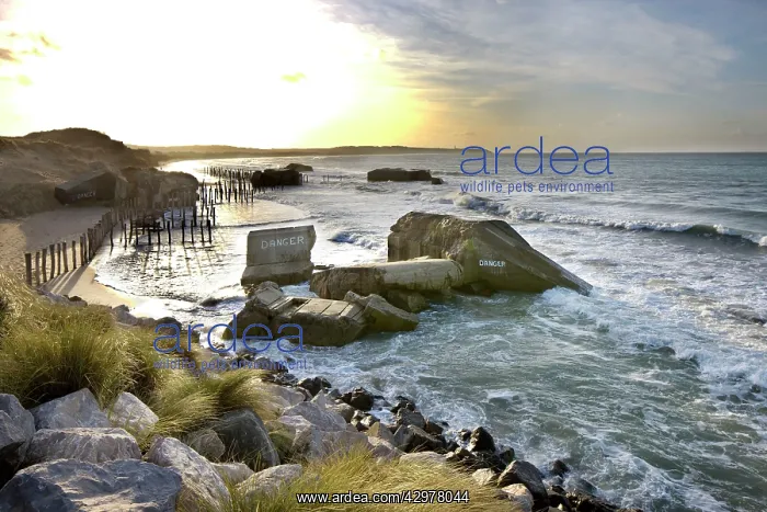 : Bunker on the beach : Bunker on the beach