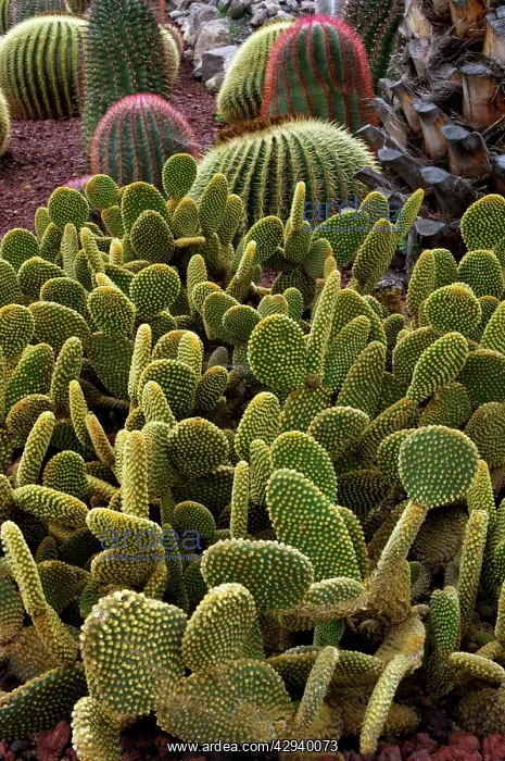 : Bunny Ear cactus : Bunny Ear cactus