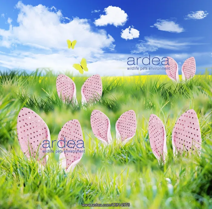  : Bunny Rabbits hiding in long grass in spring