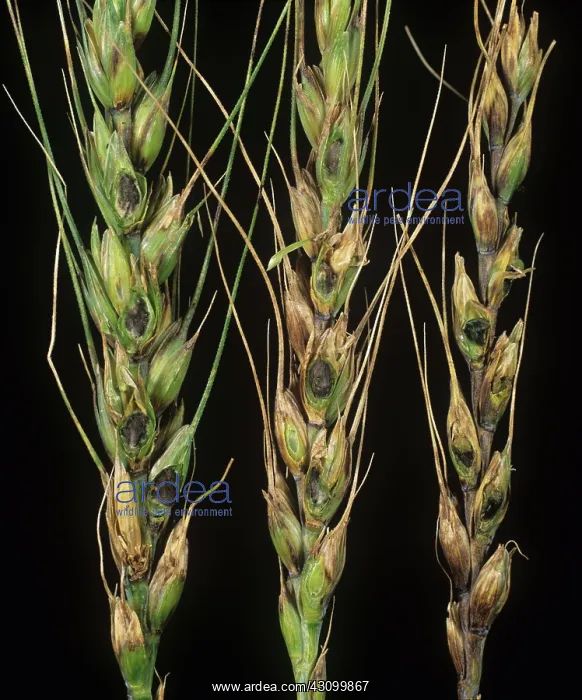 : Bunt on bearded wheat grains : Bunt on bearded wheat grains