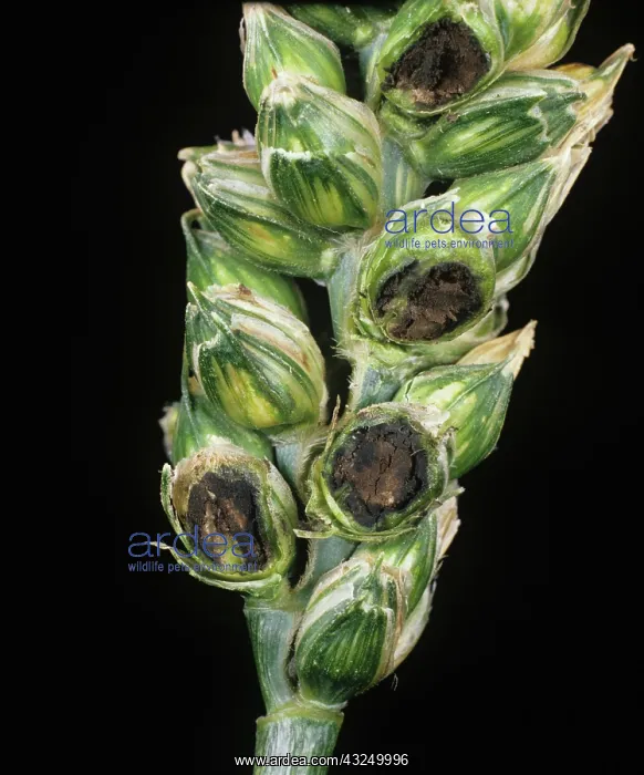 : Bunt or covered smut (Tilletia tritici) : Bunt or covered smut (Tilletia tritici)