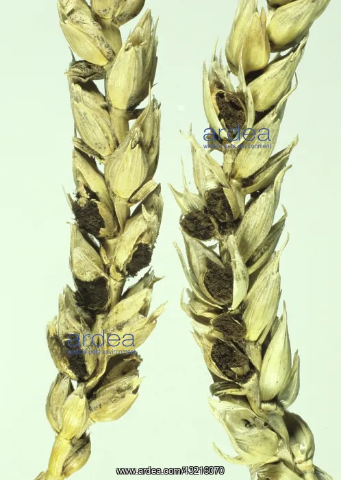 : Bunt infected Wheat : Bunt infected Wheat