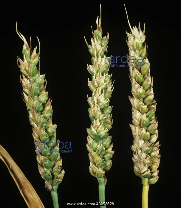 : Bunt (Tilletia tritici) infected ears of wheat : Bunt (Tilletia tritici) infected ears of wheat