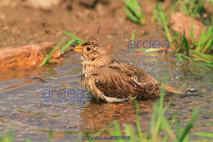 : Bunting (Emberiza calandra) bathing. Armenia : Bunting (Emberiza calandra) bathing. Armenia