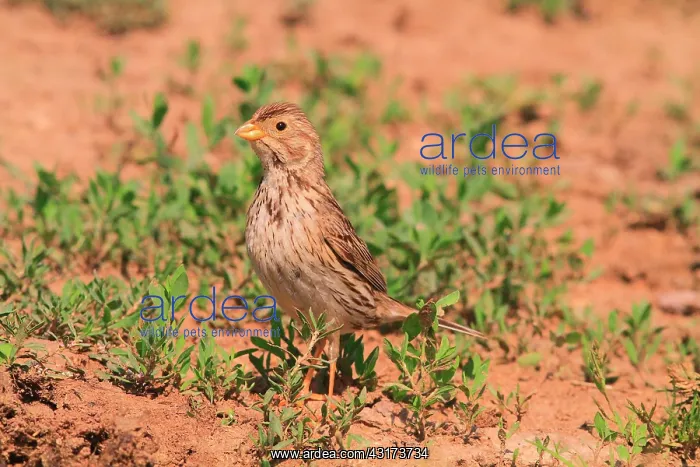 : Bunting (Emberiza calandra) on ground. Armenia : Bunting (Emberiza calandra) on ground. Armenia