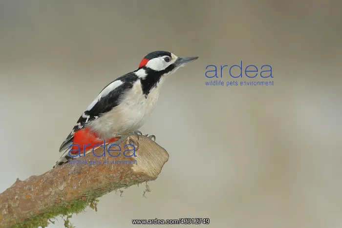: Buntspecht (Dendrocopos major), auf einem Ast, wildlife : Buntspecht (Dendrocopos major), auf einem Ast, wildlife