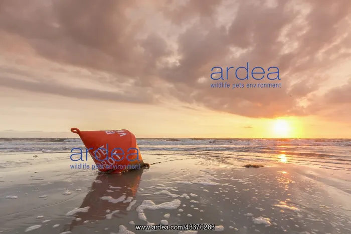 : Buoy in the evening in the mudflats - Wadden Sea : Buoy in the evening in the mudflats - Wadden Sea