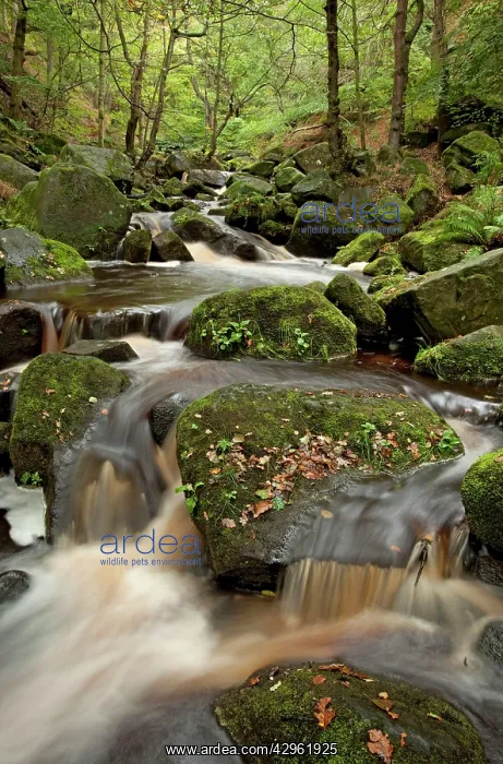 : Burbage brook running through Padley Gorge : Burbage brook running through Padley Gorge