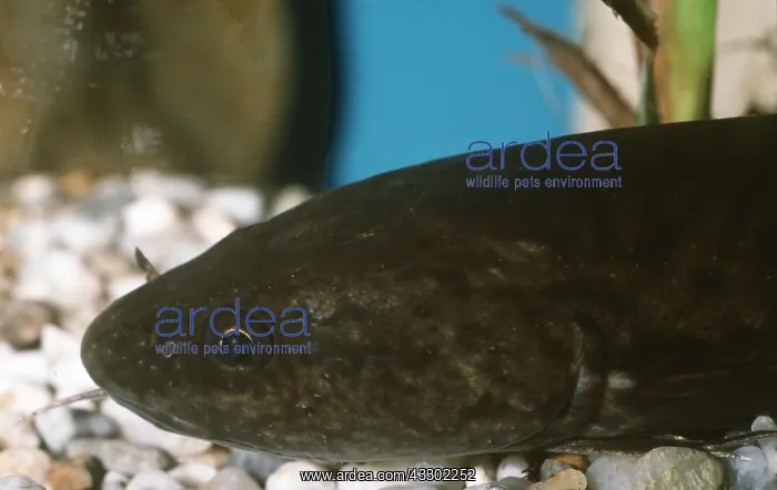 : BURBOT - C / U HEAD : BURBOT - C / U HEAD