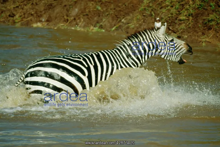 : BurchellIs  /  Plains  /  Common ZEBRA - running through river