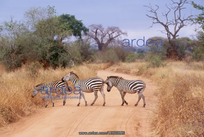: BurchellIs / Plains / Common ZEBRA - x three, cross road : BurchellIs / Plains / Common ZEBRA - x three, cross road