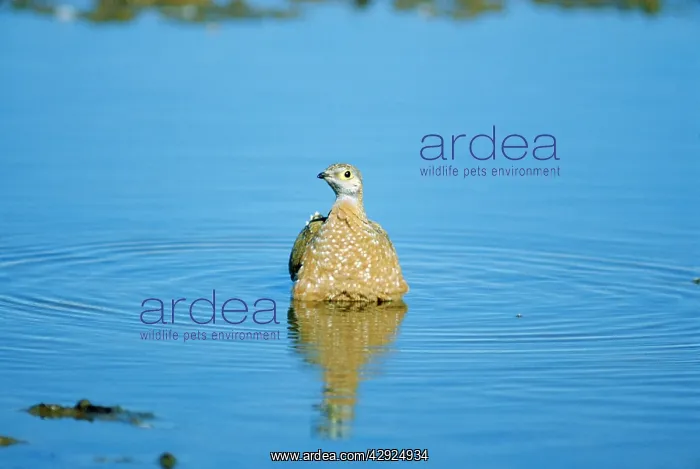 : BurchellIs Spotted SANDGROUSE - male, belly soaking : BurchellIs Spotted SANDGROUSE - male, belly soaking