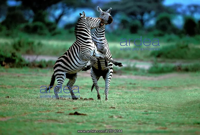 : Burchell's / Common / Plain Zebra : Burchell's / Common / Plain Zebra