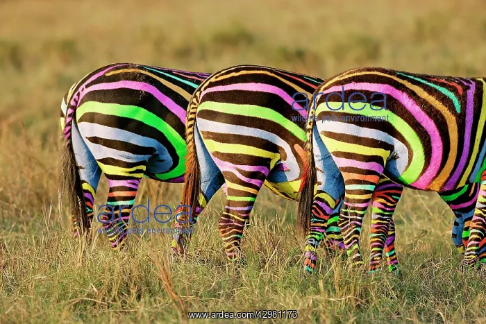 : Burchell's / Common / Plain Zebra : Burchell's / Common / Plain Zebra